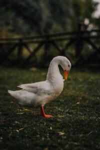 Ankara Web Tasarım Firması – Detaylı Rehber