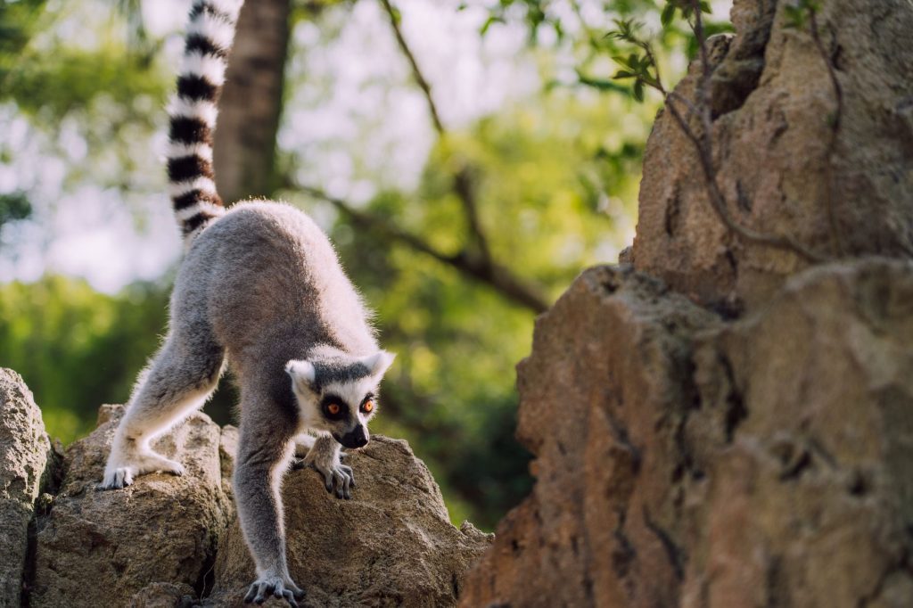 long tail anahtar kelime bulma